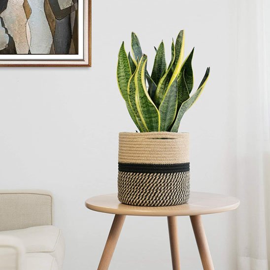 Cache pots | Design Élégant - Mon Essentiel Maison